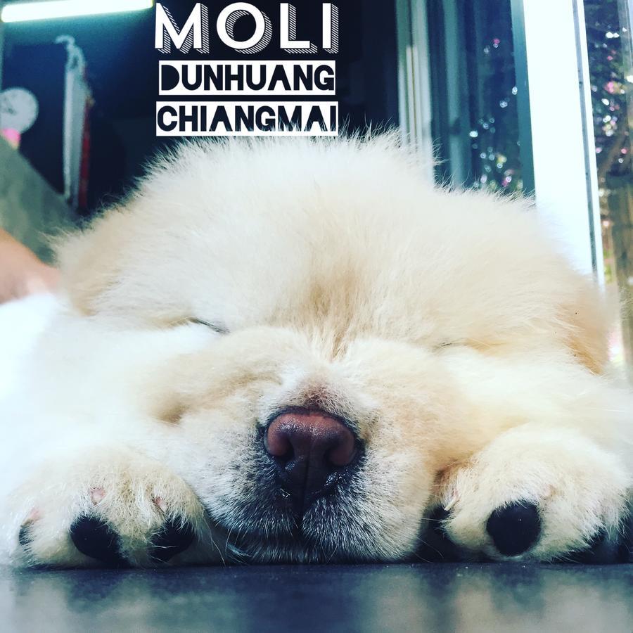 Chiangmai Moli Inn (Adults Only) Chiang Mai Dış mekan fotoğraf